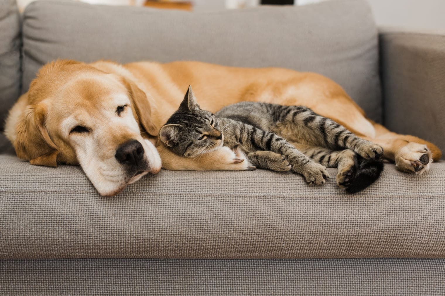 An older golden retriever and a tabby cat napping together on a couch